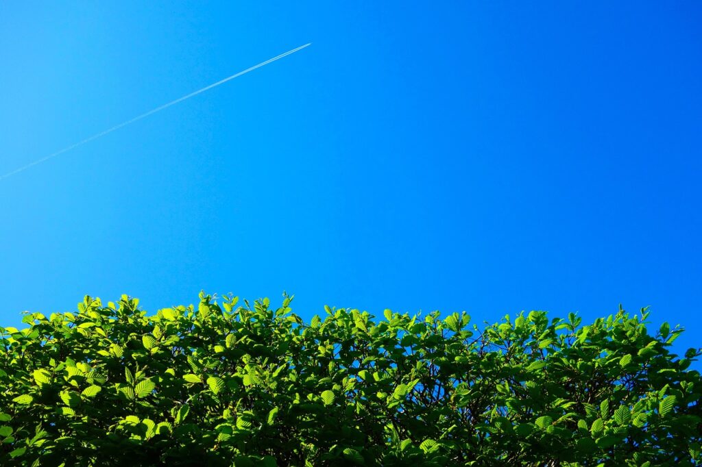 hedge maintenance